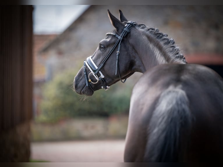 Oldenburgo Caballo castrado 3 años 165 cm Negro in Bramsche
