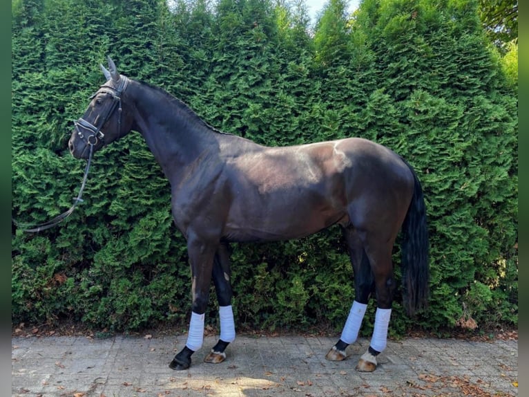 Oldenburgo Caballo castrado 3 años 165 cm Negro in Rastede