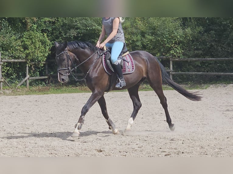 Oldenburgo Caballo castrado 3 años 165 cm Negro in Wachtendonk