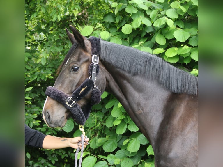 Oldenburgo Caballo castrado 3 años 165 cm Negro in Wachtendonk