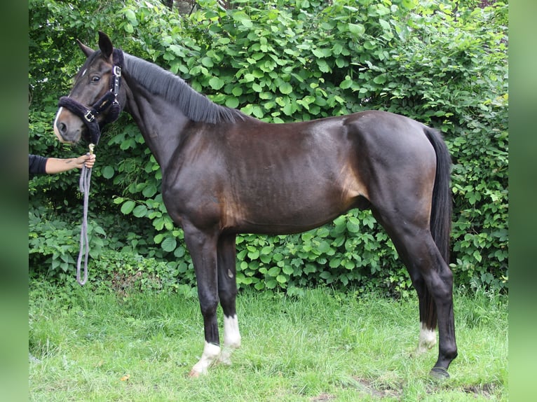 Oldenburgo Caballo castrado 3 años 165 cm Negro in Wachtendonk