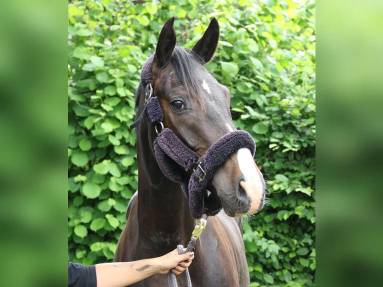 Oldenburgo Caballo castrado 3 años 165 cm Negro in Wachtendonk