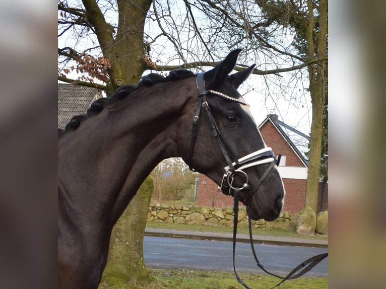 Oldenburgo Caballo castrado 3 años 165 cm Negro in Fredenbeck