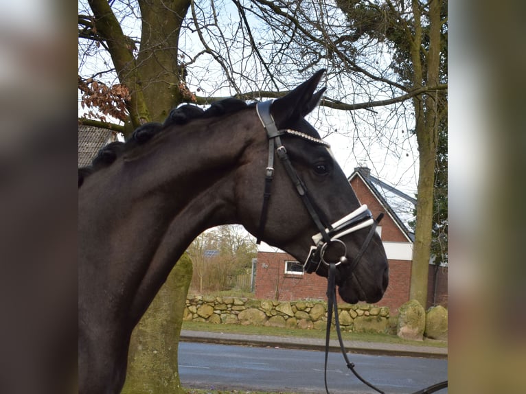 Oldenburgo Caballo castrado 3 años 165 cm Negro in Fredenbeck