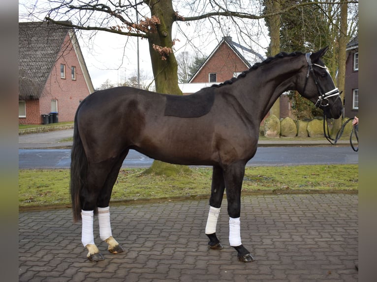 Oldenburgo Caballo castrado 3 años 165 cm Negro in Fredenbeck