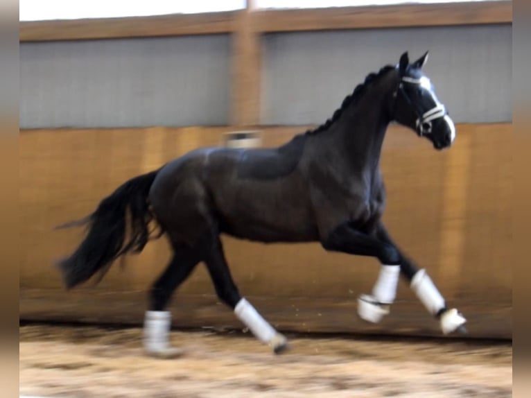 Oldenburgo Caballo castrado 3 años 165 cm Negro in Fredenbeck