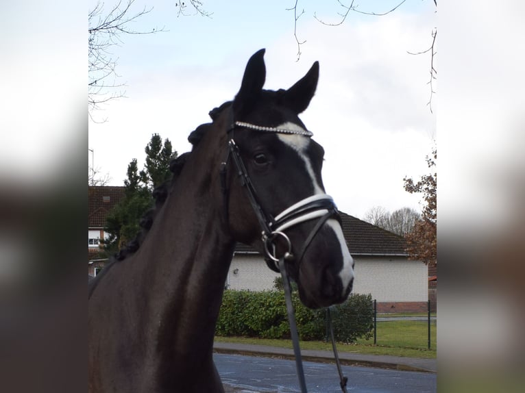 Oldenburgo Caballo castrado 3 años 165 cm Negro in Fredenbeck