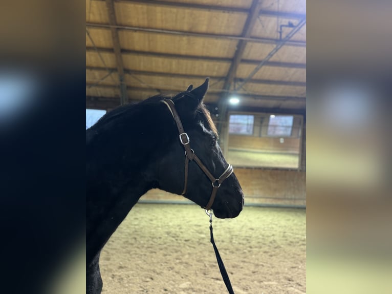 Oldenburgo Caballo castrado 3 años 165 cm Negro in Sankt Augustin