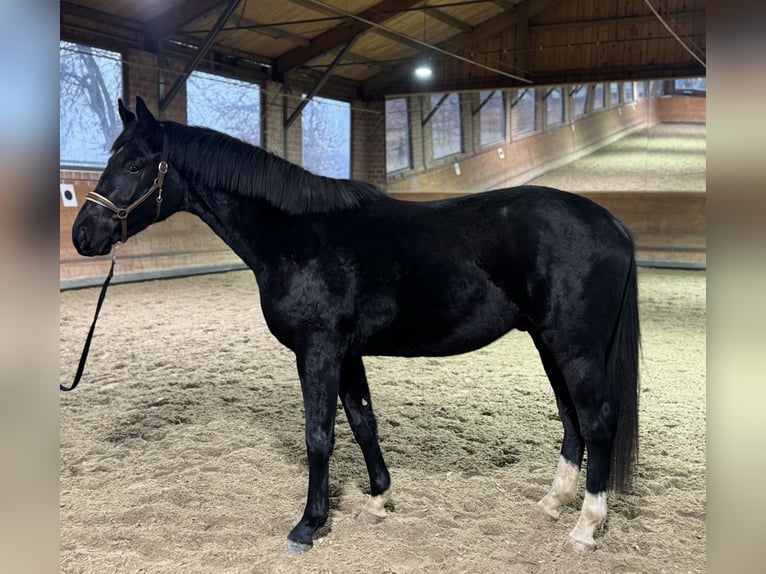 Oldenburgo Caballo castrado 3 años 165 cm Negro in Sankt Augustin