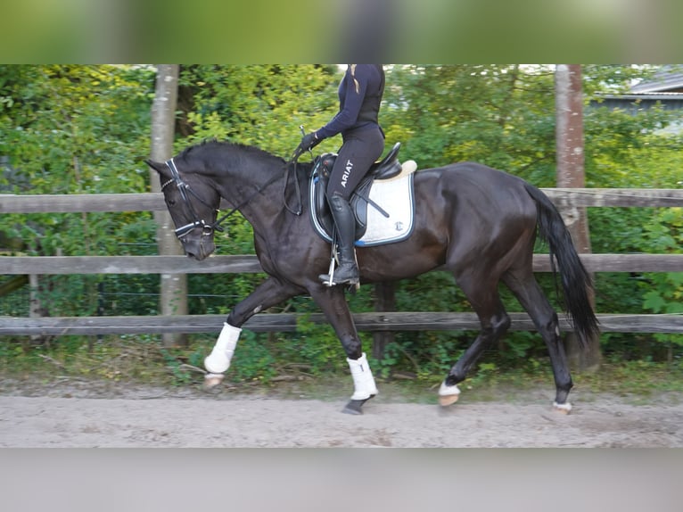 Oldenburgo Caballo castrado 3 años 165 cm Negro in Wiefelstede Oldenburgo Caballo castrado 3 años 165 cm Negro in Wiefelstede