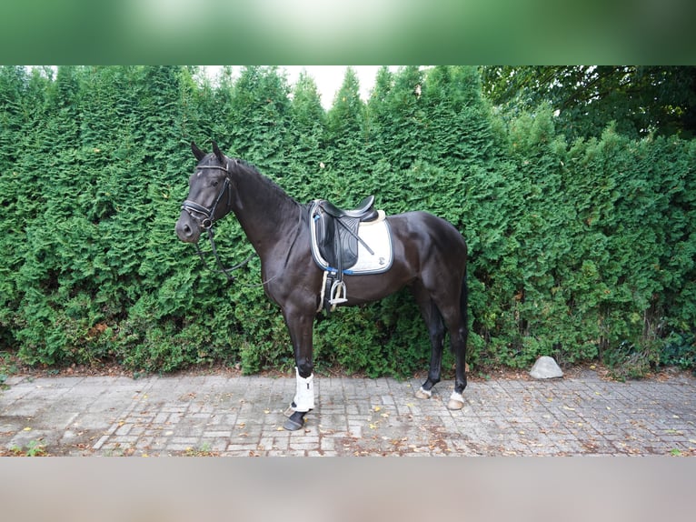 Oldenburgo Caballo castrado 3 años 165 cm Negro in Wiefelstede Oldenburgo Caballo castrado 3 años 165 cm Negro in Wiefelstede