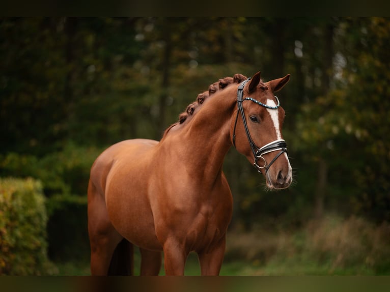 Oldenburgo Caballo castrado 3 años 166 cm Alazán in Wehringen