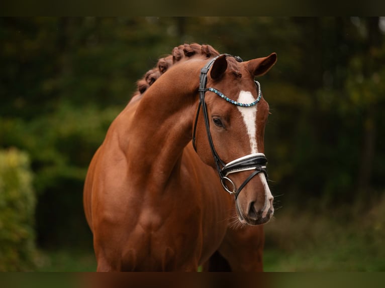 Oldenburgo Caballo castrado 3 años 166 cm Alazán in Wehringen