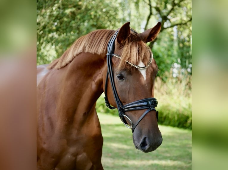 Oldenburgo Caballo castrado 3 años 166 cm Alazán in Duisburg