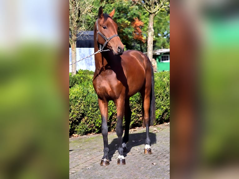 Oldenburgo Caballo castrado 3 años 166 cm Castaño in Warendorf