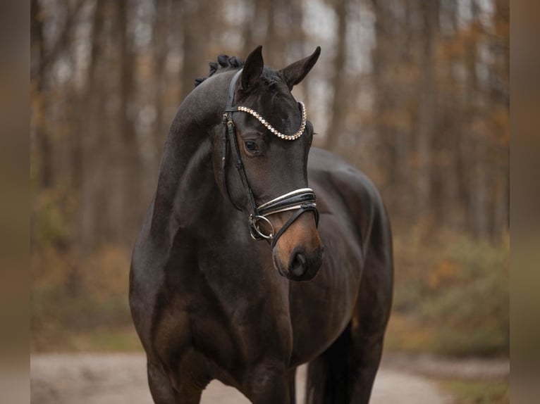 Oldenburgo Caballo castrado 3 años 166 cm Castaño oscuro in Berne