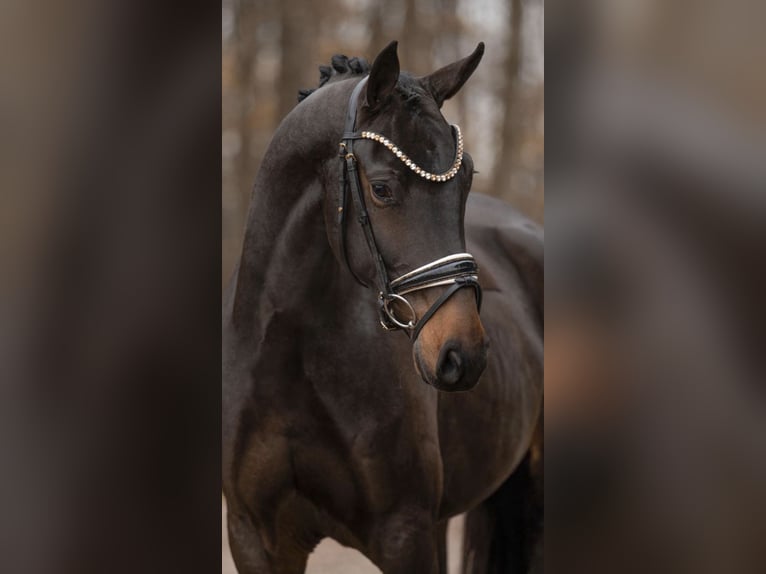 Oldenburgo Caballo castrado 3 años 166 cm Castaño oscuro in Berne