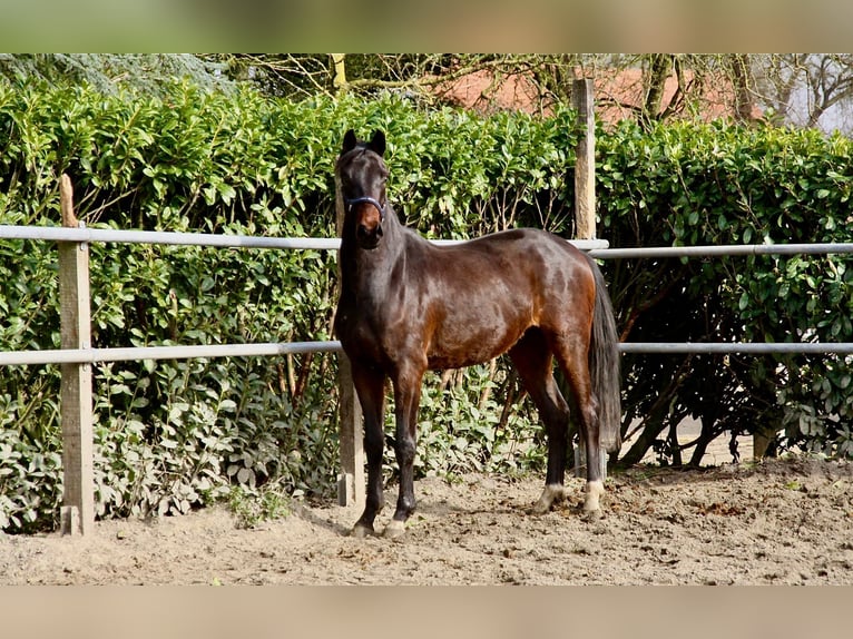 Oldenburgo Caballo castrado 3 años 166 cm Castaño oscuro in Essen (Oldenburg)