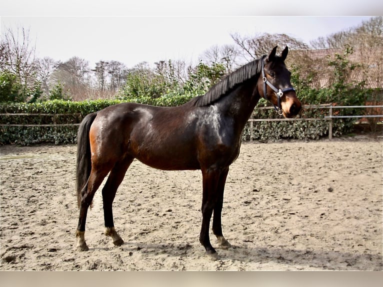 Oldenburgo Caballo castrado 3 años 166 cm Castaño oscuro in Essen (Oldenburg)