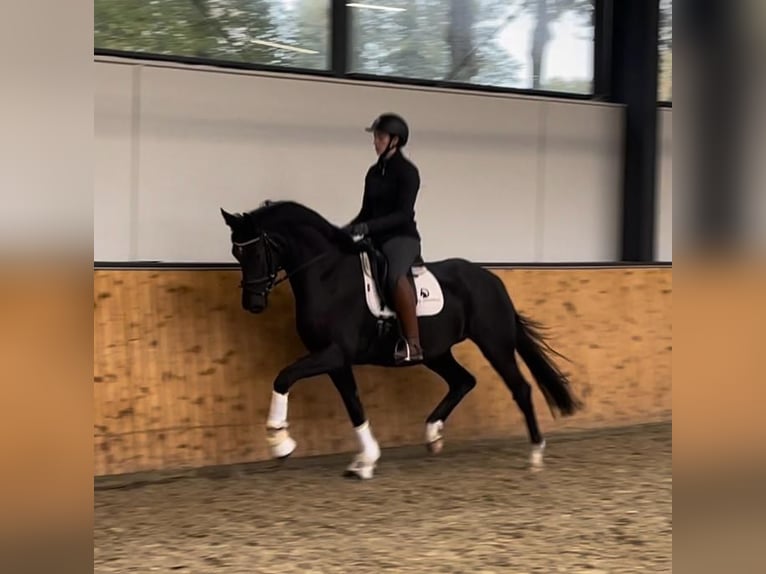 Oldenburgo Caballo castrado 3 años 166 cm Negro in Fürstenau