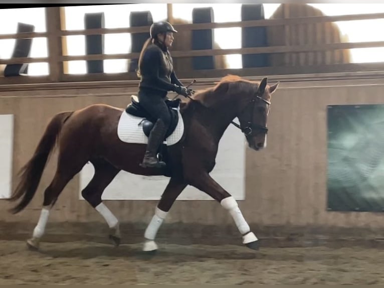 Oldenburgo Caballo castrado 3 años 167 cm Alazán in LupendorfMoltzow