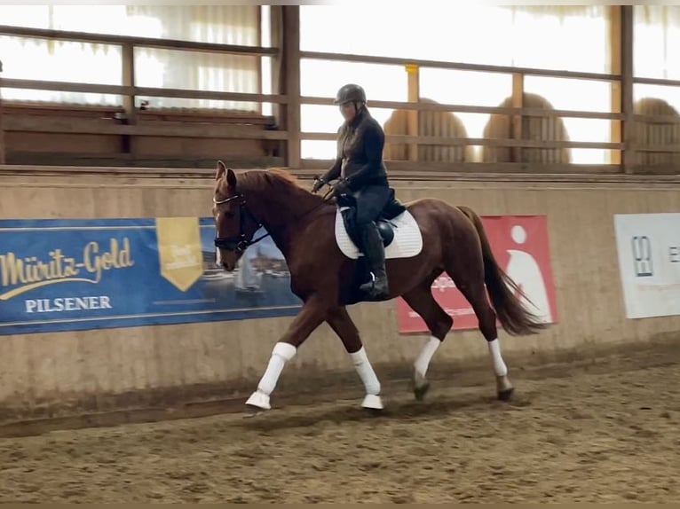 Oldenburgo Caballo castrado 3 años 167 cm Alazán in LupendorfMoltzow