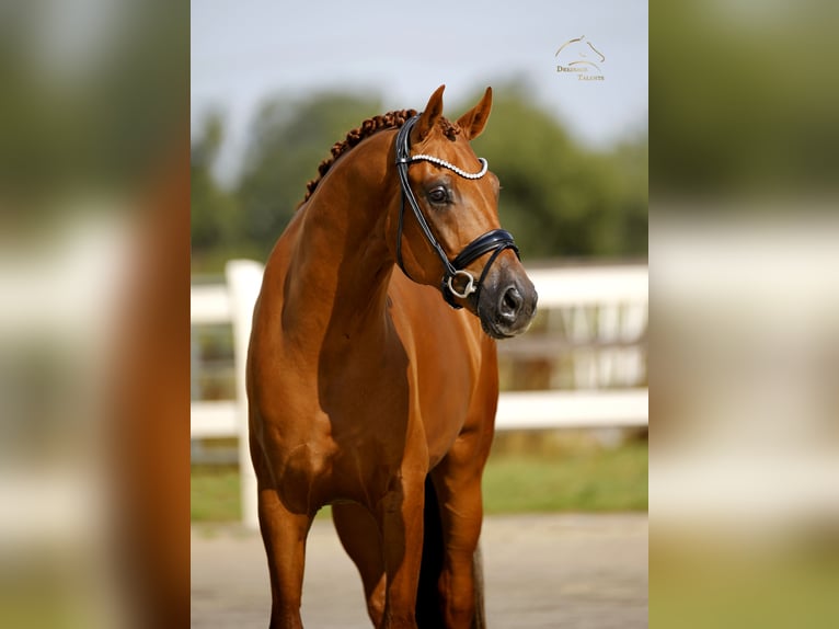 Oldenburgo Caballo castrado 3 años 167 cm Alazán in Vechta