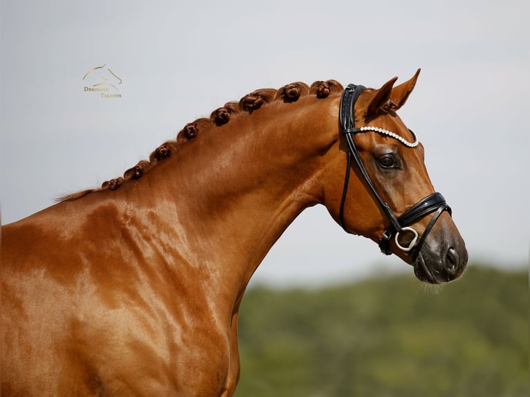 Oldenburgo Caballo castrado 3 años 167 cm Alazán in Vechta