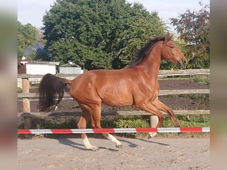 Oldenburgo Caballo castrado 3 años 167 cm Castaño in Damme
