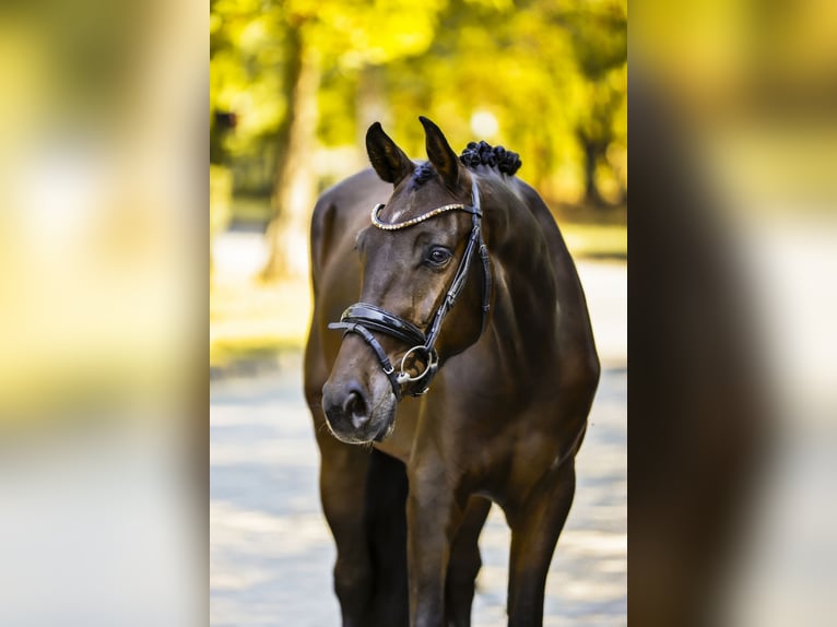 Oldenburgo Caballo castrado 3 años 167 cm Castaño oscuro in Baja