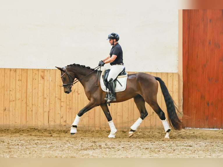 Oldenburgo Caballo castrado 3 años 167 cm Castaño oscuro in Baja