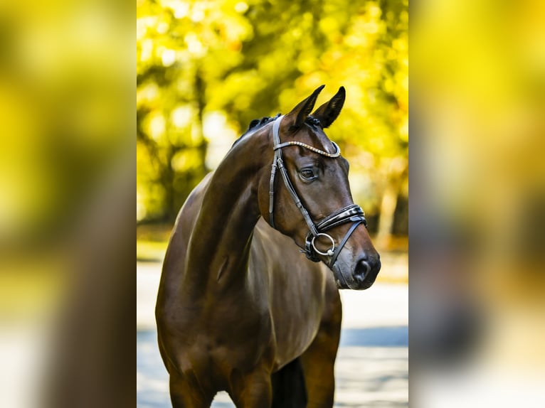 Oldenburgo Caballo castrado 3 años 167 cm Castaño oscuro in Baja