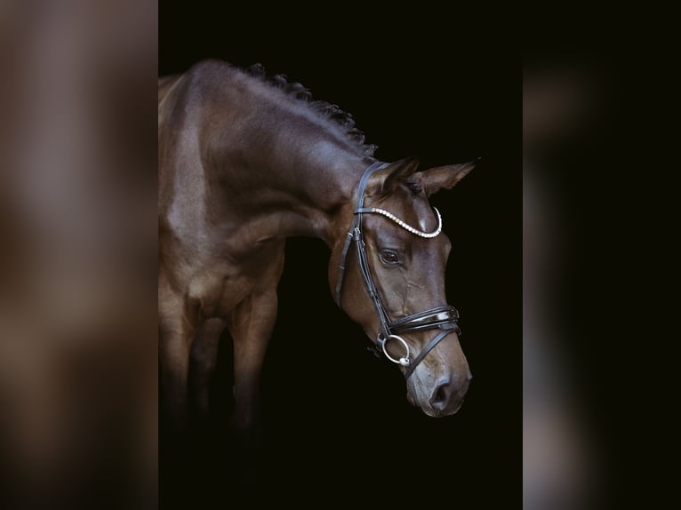 Oldenburgo Caballo castrado 3 años 167 cm Castaño oscuro in Baja