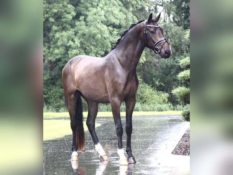 Oldenburgo Caballo castrado 3 años 167 cm Castaño oscuro in Berne