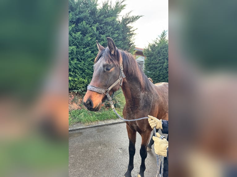 Oldenburgo Caballo castrado 3 años 167 cm Castaño oscuro in Überlingen