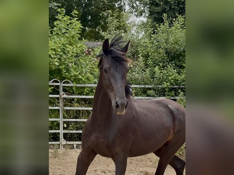 Oldenburgo Caballo castrado 3 años 167 cm Negro in Laubach