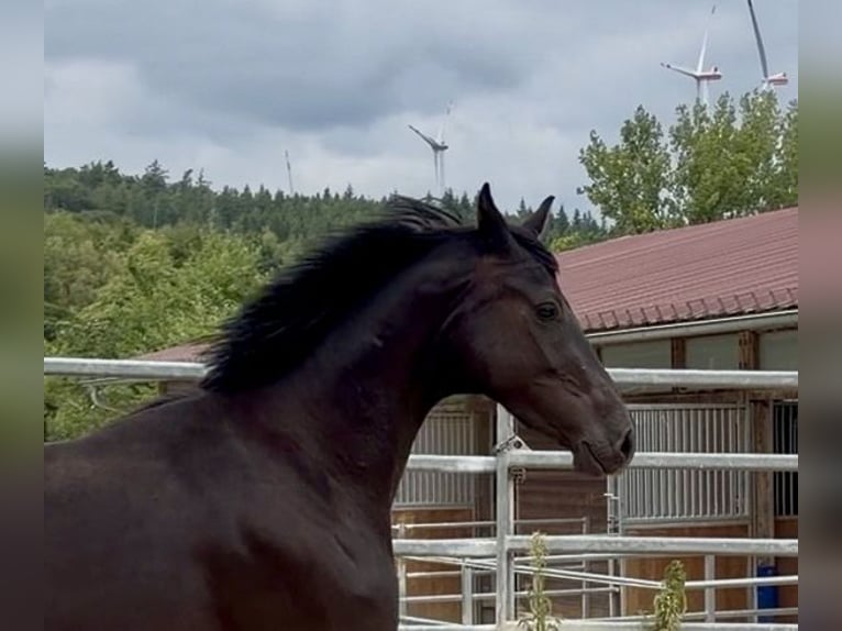 Oldenburgo Caballo castrado 3 años 167 cm Negro in Laubach
