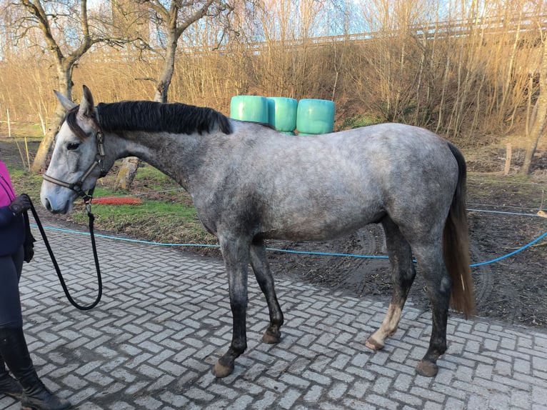 Oldenburgo Caballo castrado 3 años 167 cm Tordo ruano in Emden