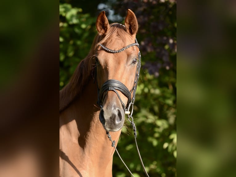 Oldenburgo Caballo castrado 3 años 168 cm Alazán in Jever