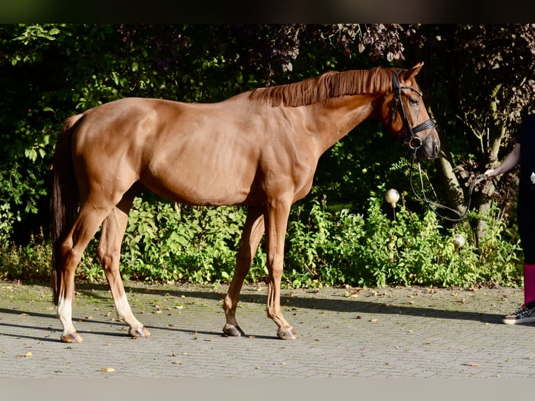 Oldenburgo Caballo castrado 3 años 168 cm Alazán in Jever