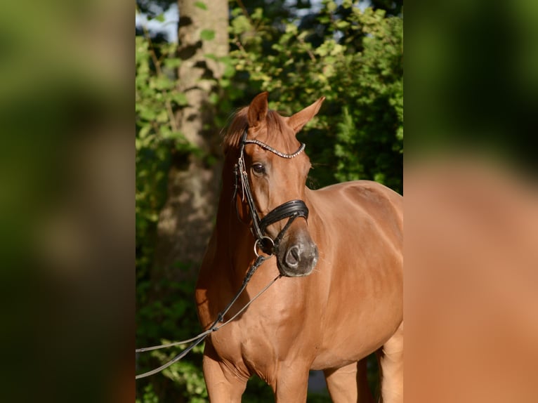 Oldenburgo Caballo castrado 3 años 168 cm Alazán in Jever