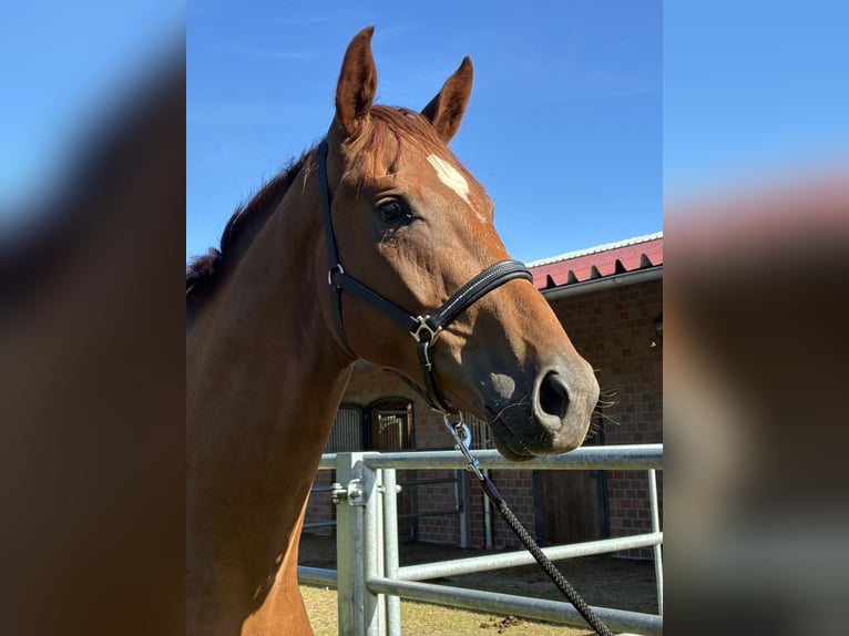 Oldenburgo Caballo castrado 3 años 168 cm Alazán-tostado in Blunk