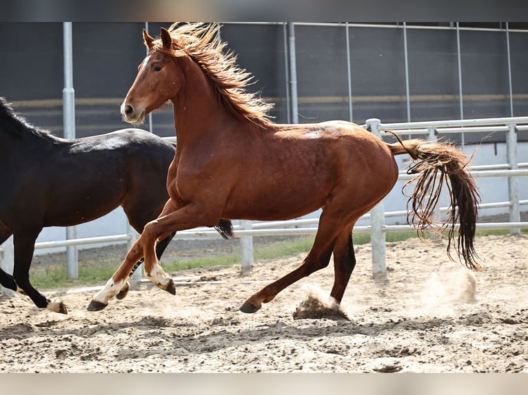 Oldenburgo Caballo castrado 3 años 168 cm Alazán-tostado in Brakel
