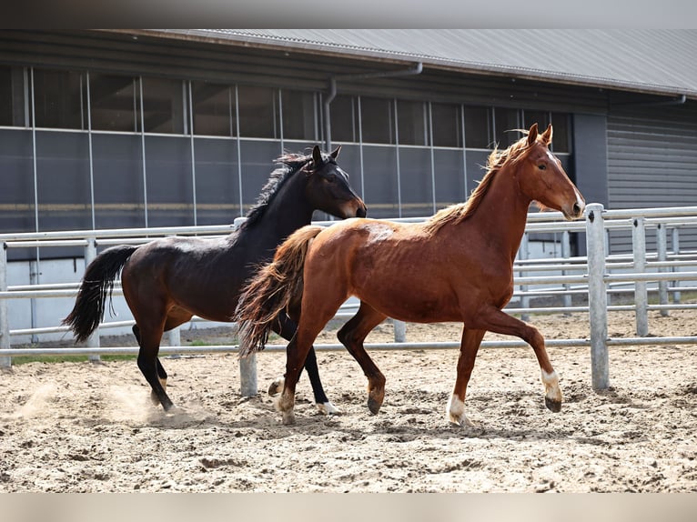 Oldenburgo Caballo castrado 3 años 168 cm Alazán-tostado in Brakel