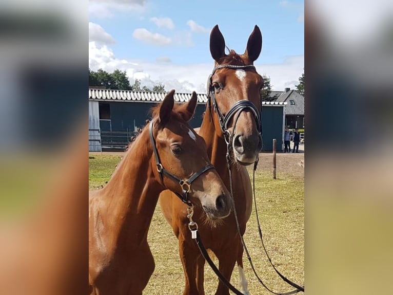Oldenburgo Caballo castrado 3 años 168 cm Alazán-tostado in Walchum