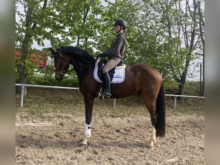 Oldenburgo Caballo castrado 3 años 168 cm Castaño in Besigheim