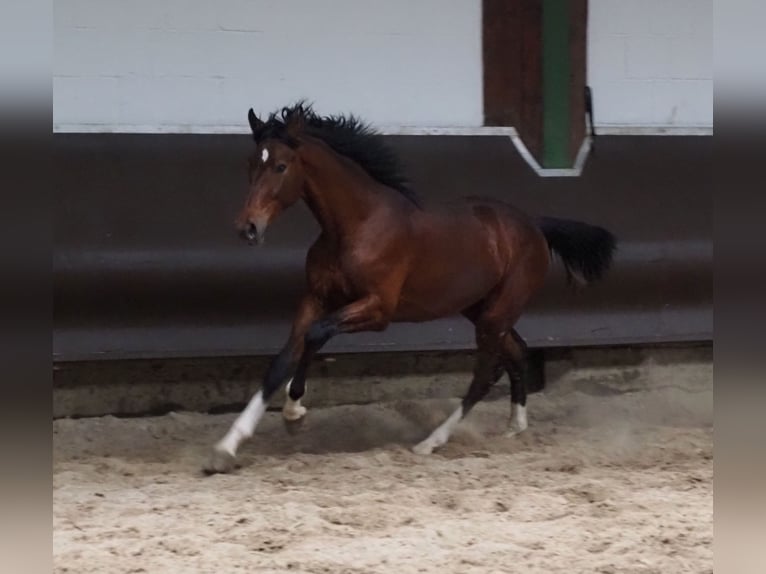 Oldenburgo Caballo castrado 3 años 168 cm Castaño in Bramsche