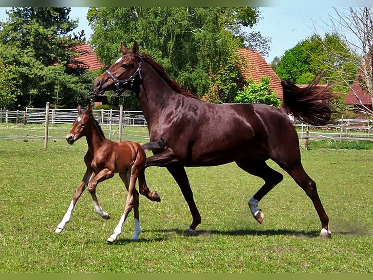 Oldenburgo Caballo castrado 3 años 168 cm Castaño in Bramsche