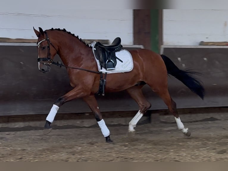 Oldenburgo Caballo castrado 3 años 168 cm Castaño in Bramsche
