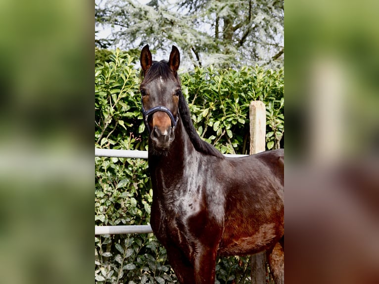 Oldenburgo Caballo castrado 3 años 168 cm Castaño oscuro in Essen (Oldenburg)